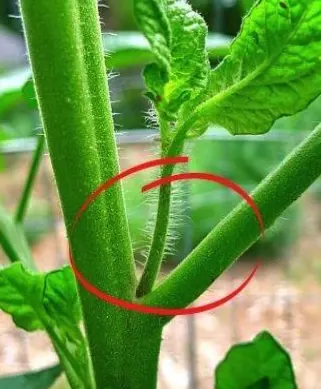 Image de gourmands de tomate